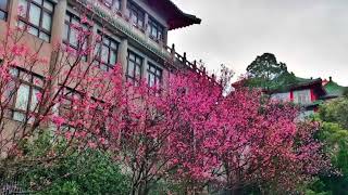 Chinese culture university