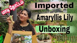 புதிதாக வாங்கிய வெளிநாட்டு Amaryllis Lily Unboxing / Imported Amaryllis Lily / Home gardening Tips