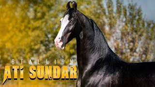 MARWARI HORSE I ***ATI SUNDAR*** I MANN HORSE PHOTOGRAPHY