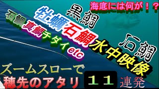 牡蠣石鯛の水中映像。千差万別、穂先のアタリズームスロー二本立てです。