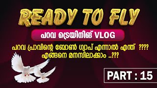 READY TO FLY പറവ ട്രൈയിനിങ്  part 15        പറവ പ്രാവിന്റെ ബോൺ ഗ്യാപ് എങ്ങനെ മനസിലാക്കാം