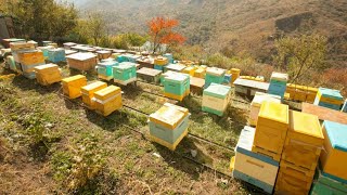 УСПЕШНОЕ ПЧЕЛОВОДСТВО В 2021 году. ПОДЫТОЖИМ ГОД. ПОЗДРАВЛЕНИЯ.PLANS FOR BEEKEEPING IN 2021