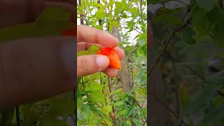 ডালিম গাছের পুরুষ ও স্ত্রী ফুল চেনার উপায়। #gardeningtips #garden #plants