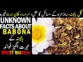 Unknown Facts About Gul Babuna | Babuna Benefits | Urdu/Hindi | Dar ul Hikmat Urdu | DUH