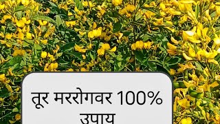 तूर कापूस मर रोग 100%उपाय ||tur mar Rog upay||#sheti #video #whatsappstatusvideo