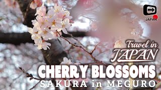 Travel in Japan | Tokyo Meguro | Cherry Blossoms Sakura | Ohanami 桜・目黒