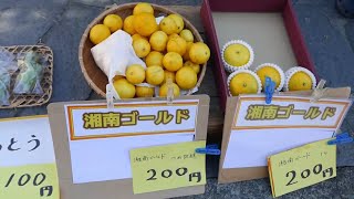 Searching for Shonan Gold! 湘南ゴールド Introducing a Rare Fruit Hybrid みかん フォレージャージャパン