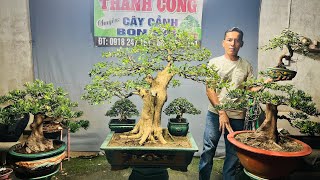 Thanh Cong 11/26 offers a variety of Bonsai Lots from mini desktop to mid-range #0918247151