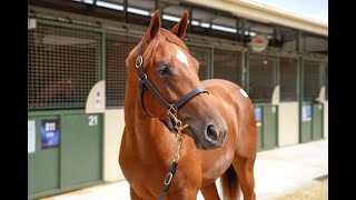 PER INCANTO x QUEEN OF KANDY filly - 2025 Magic Millions Gold Coast Yearling Sale