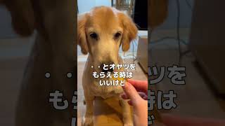 愛犬ロン【待て！の一言でヨダレ蛇口崩壊】 #dog #ゴールデンレトリーバー #goldenretriever＃犬