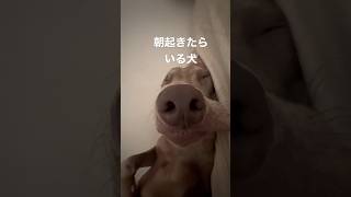 朝起きたら隣で寝ている愛犬がかわいい #ワイマラナー #大型犬