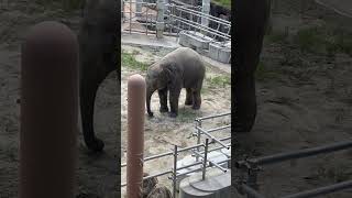 くさが抜けない－⁉うらら #東山動植物園 #かわいい #動物 #shorts