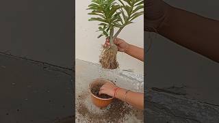 Adenium plant repotting #adenium #repotting #propagation