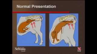 Beef Calving Difficulty - Dr. Richard Randle