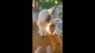 Poodle Reacts to Lemon I Sweet Sawol