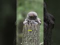 why do owls turn their heads like that