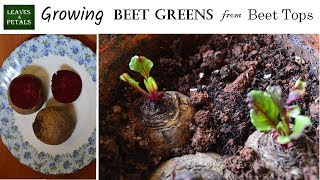 Growing Beet Greens from beet tops at home. Time Lapse pictures.