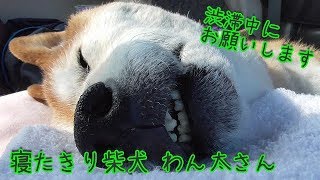 寝たきり柴犬わん太さんの癒し 渋滞中にお願いします