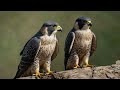 🦅 why peregrine falcons are the fastest birds on earth 💨🌍 240 mph