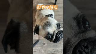 机の下から、おやつをおねだりpugぷぅ