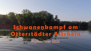 Schwanenkampf am Otterstädter Altrhein