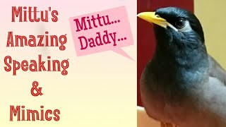 മിട്ടു മൈനയുടെ സംസാരവും മിമിക്രിയും || Amazing  Mynah Bird||  ഇത്രയും നന്നായി സംസാരിക്കുന്ന മൈനയോ?