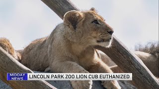 Lincoln Park Zoo lion cub euthanized
