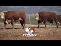 PP Mong Hereford & Dohne Merino Prestasie Veiling 2026