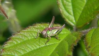 Grasshoppers near the way. Heuschrecken am Wegrand. Eifel, Germany