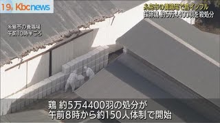 糸島市の養鶏場で鳥インフル　５万羽超を殺処分へ