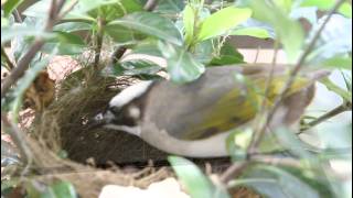 Chinese Bulbul Feeding nestlings ( 白頭翁餵食雛鳥 )