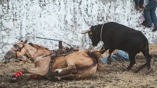 LOS TOROS AC4BAR0N CON LOS LAZADORES Y CU4C0S EN LA LEONA MARAVATIO 😨😨🔥‼