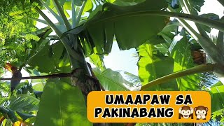 BAKIT MAHALAGA ANG SAGING SA AMING MINI INTEGRATED FARM?