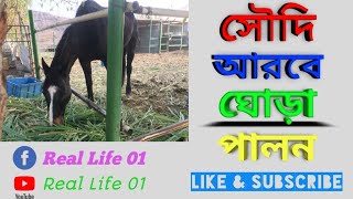 সৌদি আরবে কীভাবে ঘোড়া পালন করে। How to Horse rearing in Saudi Arabia @real life 01  #saudiarabia