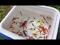 serok ikan kecil dalam kolam ikan hias udang lobster ikan warna warni ikan koi ikan mas koki