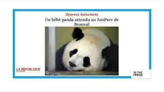 Panda-monium! French zoo awaiting rare panda birth