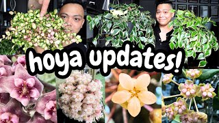yes, this is a hoya  | hoya updates, chores, & flowers