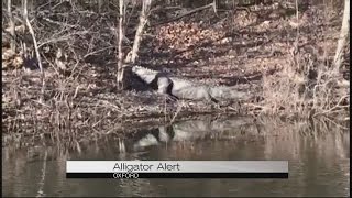 Alligator warning