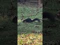 黑色小松鼠 black squirrel