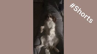 【キャバリア】どんなとこでもイビキをかいて寝ちゃう愛犬 #Shorts