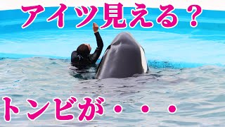 トンビにエサを狙われるシャチとトレーナー・・・鴨川シーワールド シャチショー kamogawaseaworld