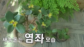 염좌번식,삽목, 가지치기후 새순돋는 염좌모습 예쁜색으로 올라오네요 🌱