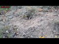 Охота кеклик keklik sesi Шикори кабк partridge hunting chukar avi شکار کبک2021