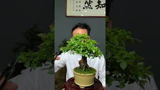 GaoGarden 高老莊 Bonsai 盆栽 小老桩雀梅 #盆景 #雀梅盆景