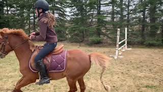 This is How we Roll (2010 welsh pony)