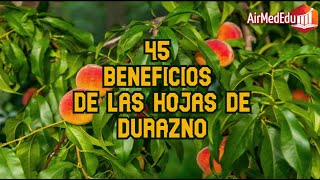 45 Beneficios de las Hojas de Durazno o Melocoton