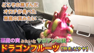 【ドラゴンフルーツ】悪魔の実レッド種を初めて食べてみました！