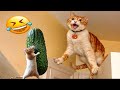 Cute animal Videos That You Just Can't Miss😻🐕‍🦺#4