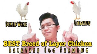 Breed of Layer Chicken | Dekalb White x Lohmann | Backyard Egg Farming | RTL