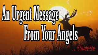 An urgent message from your angels // Message From Universe 🌈🦋❤️